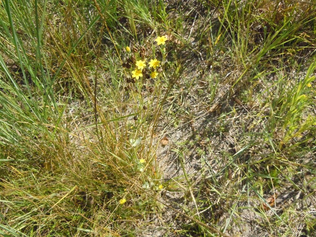 Blackstonia perfoliata